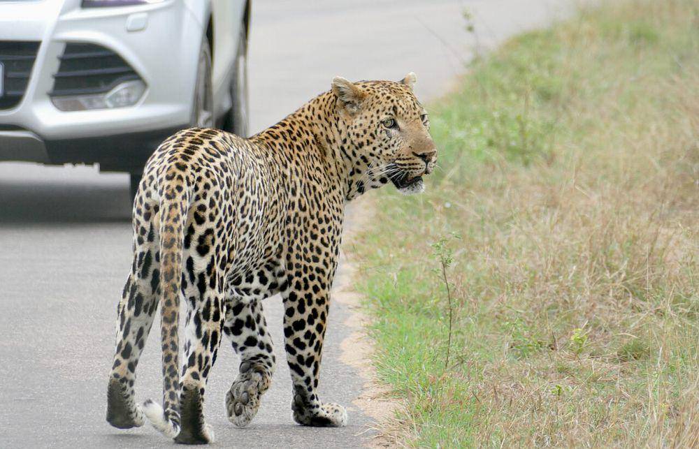 Macan tutul (commons.wikimedia.org/Bernard DUPONT)