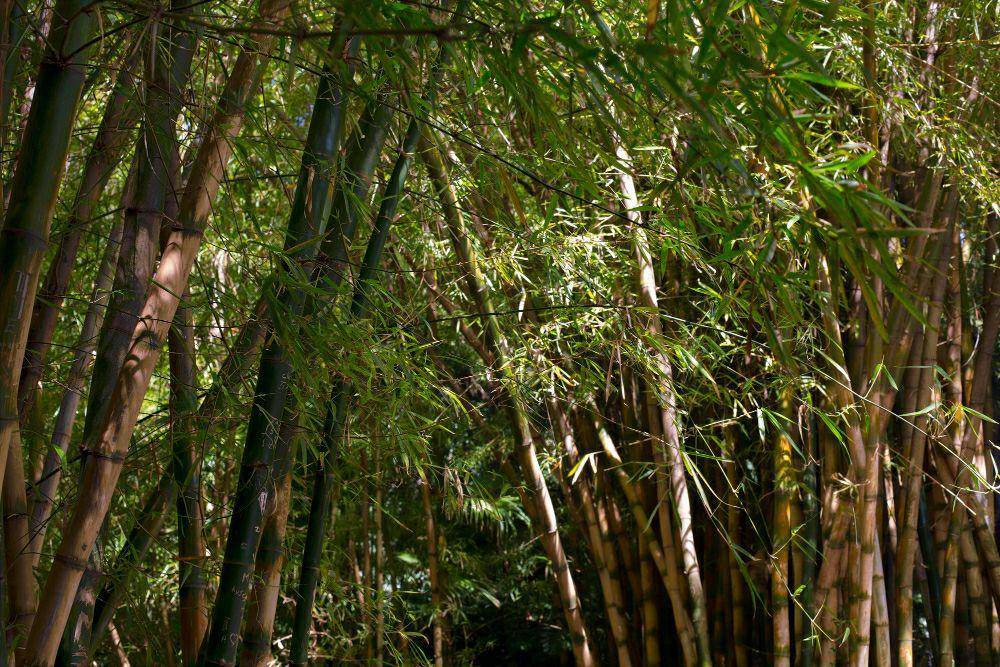 Bambu (freepik.com/freepik)