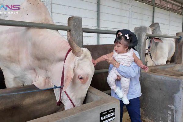 7 Potret Rayyanza dan Lily ke Peternakan Sapi Kurban Irfan Hakim