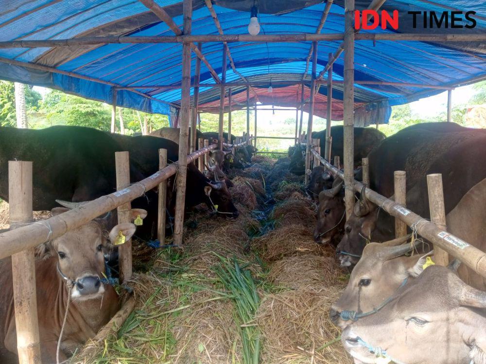 Permintaan Hewan Kurban di DIY Tahun Ini Diprediksi Turun