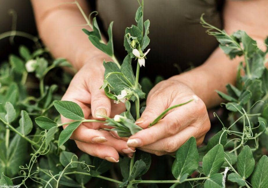 ilustrasi tanaman obat (freepik.com/freepik)