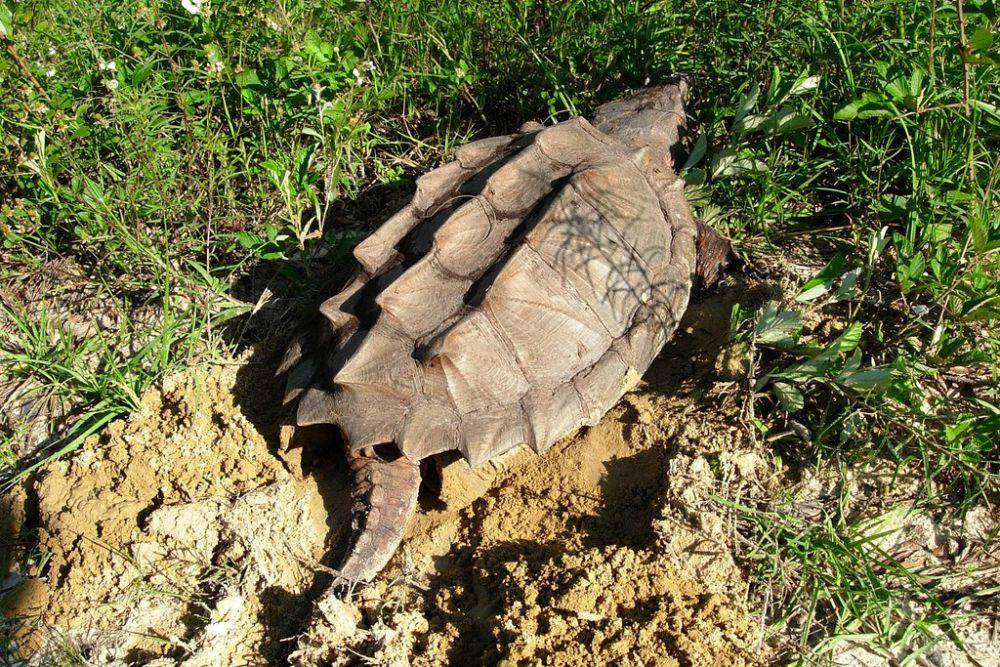Kura-kura aligator (inaturalist.org/ Jason Hill)