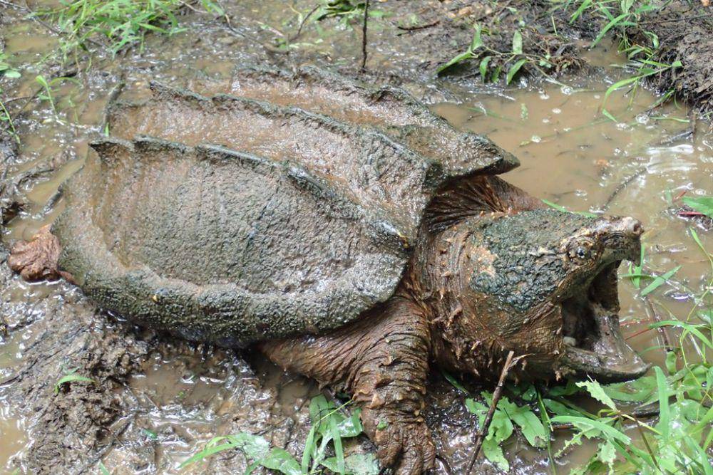 Kura-kura aligator (inaturalist.org/John P Friel)