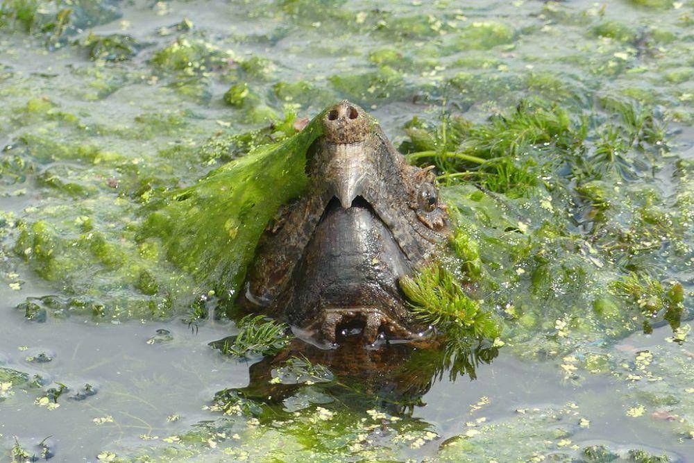 Kura-kura aligator (inaturalist.org/eamonccorbett)