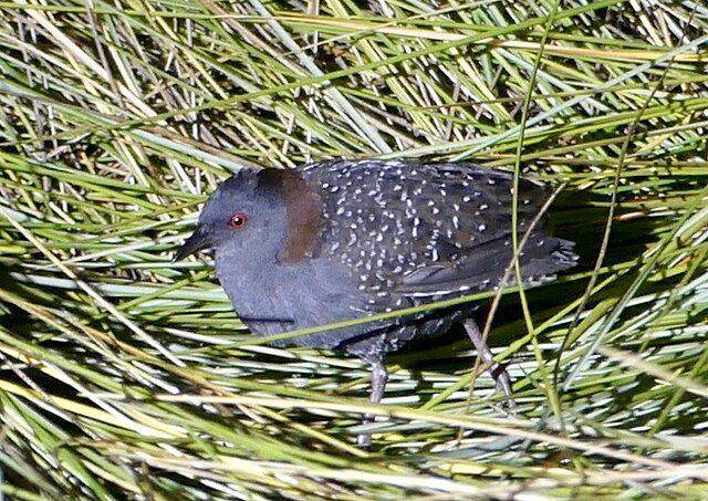 Black Rail (commons.wikimedia.org/eamonccorbett)