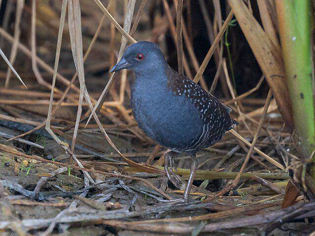 Black Rail (commons.wikimedia.org/Hector Bottai)
