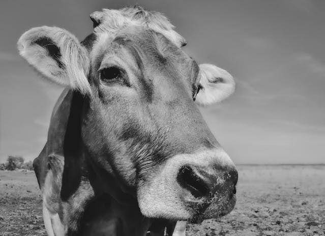 ilustrasi sapi berlatar hitam putih (pexels.com/Alexas Fotos)
