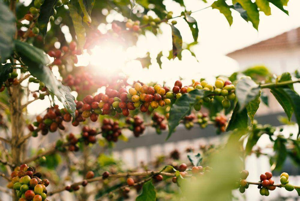 Ilustrasi tanaman kopi (pexels.com/@daniel-reche)