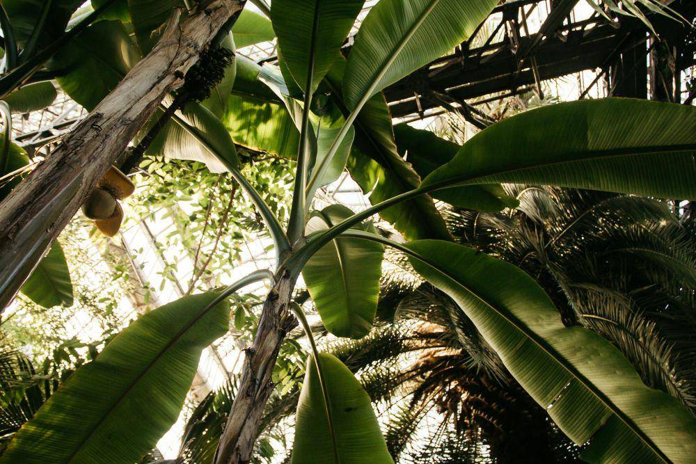 Pohon pisang (pexels.com/NastyaSensei)