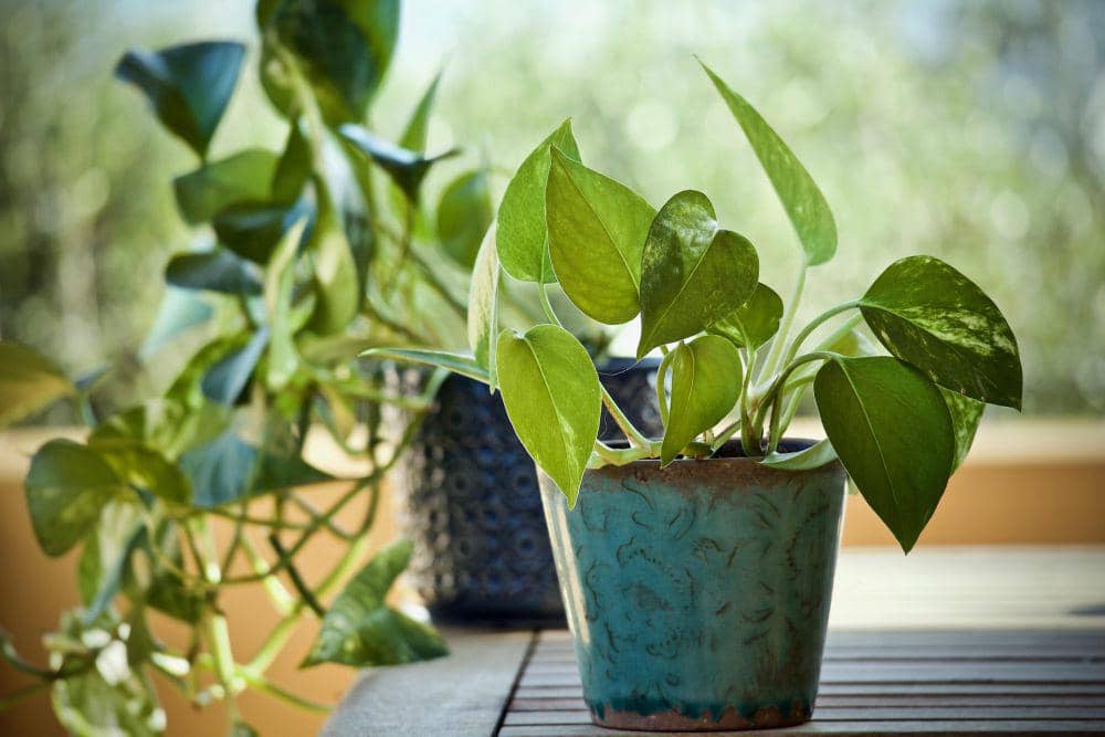 ilustrasi tanaman pothos (pixabay.com/sweetlouise)