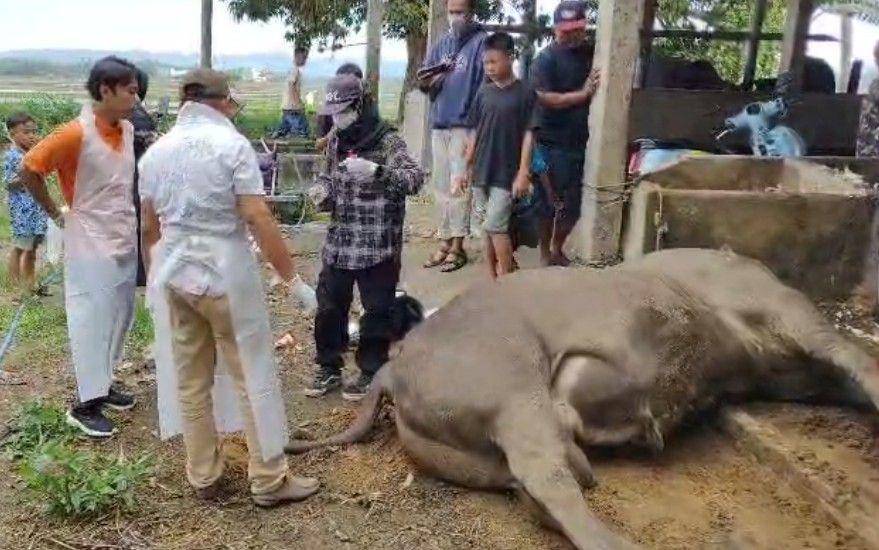 Gelisah dan Tak Mau Makan, Sapi Kurban Prabowo di Polman Disembelih
