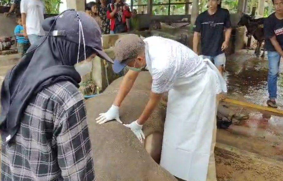 Sapi kurban Presiden RI, Prabowo Subianto, di Kabupaten Polewali Mandar (Polman), Sulawesi Barat (Sulbar), disembelih lebih awal karena diduga terjangkit penyakit, Kamis (15/5/2025)/Istimewa