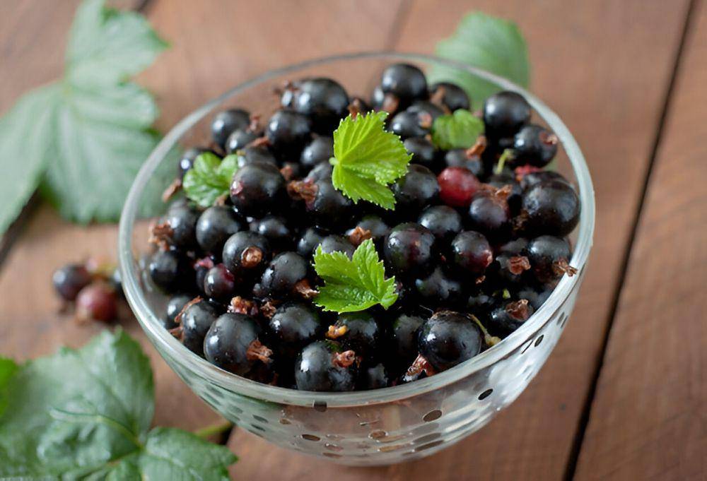 ilustrasi blackcurrant (freepik.com/timolina)