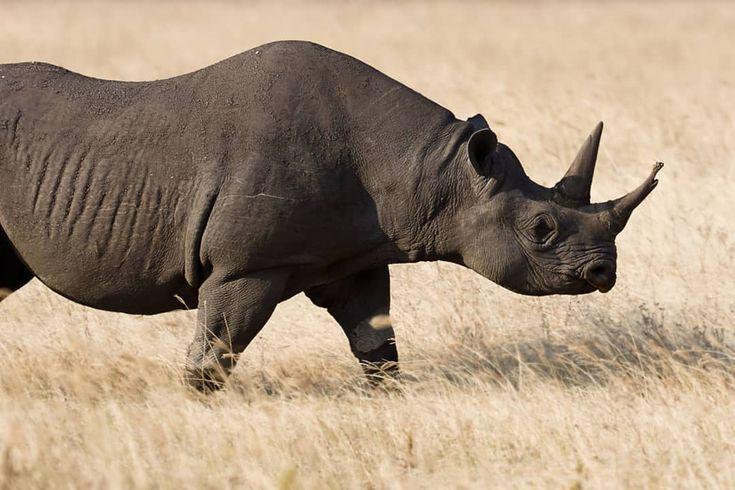 10 Spesies Hewan yang Dinyatakan Punah Akibat Kerusakan Lingkungan