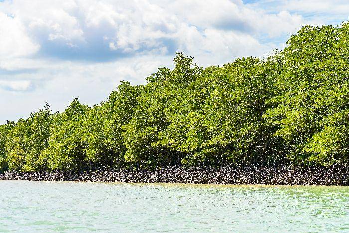 ilustrasi mangrove di pesisir (freepik.com)