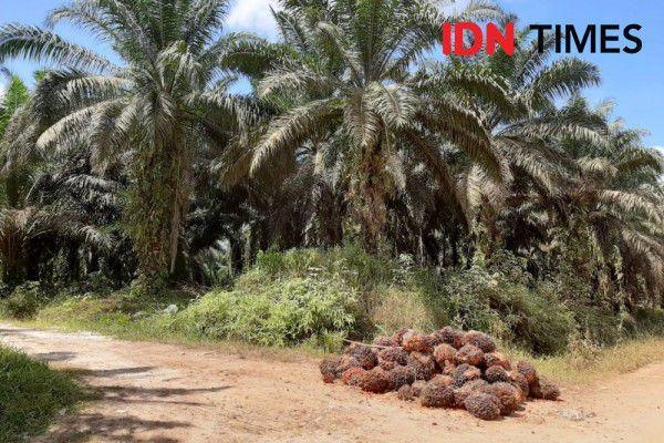 Harga TBS Sawit di Kaltim Alami Penurunan, Ternyata ini Penyebabnya!