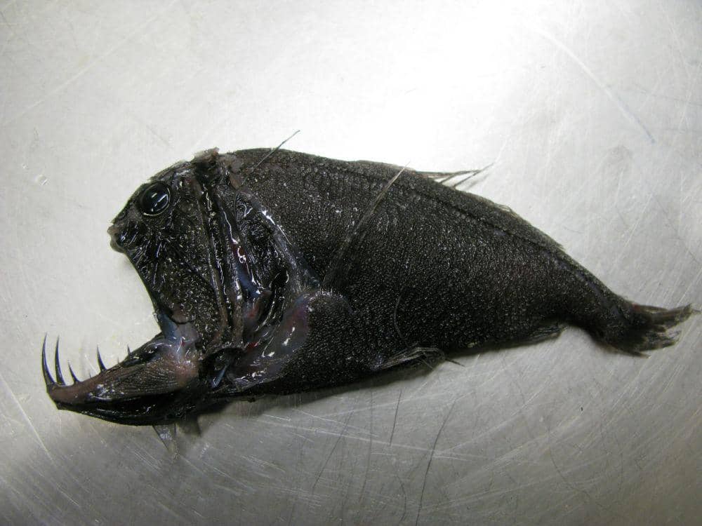 ilustrasi angler fish (unsplash.com/NOAA)