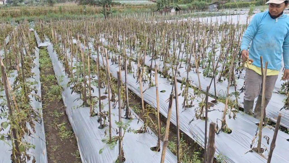 Tanaman kentang petani di Kelurahan Sarangan ini membusuk dan mati. IDN Times/ Riyanto.