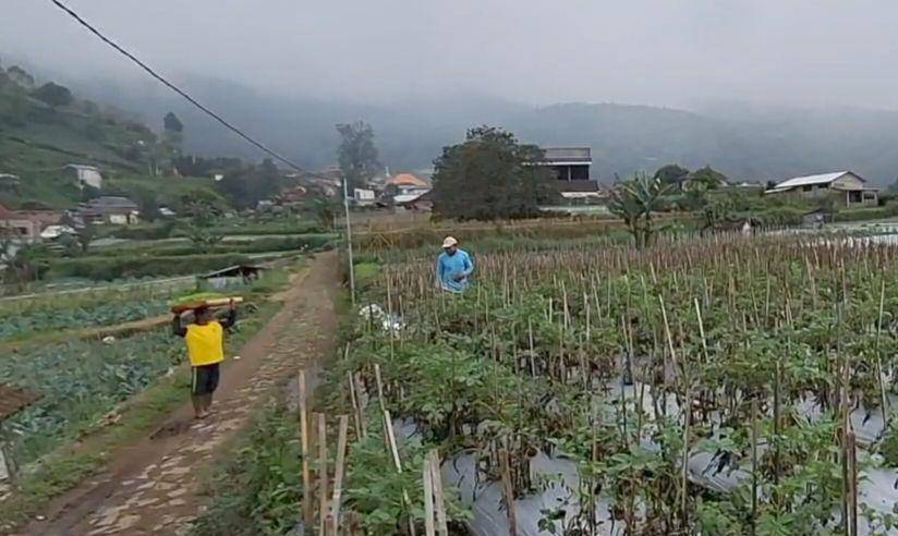 Tanaman kentang petani di Kelurahan Sarangan ini membusuk dan mati. IDN Times/ Riyanto.