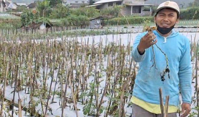 Tanaman kentang petani di Kelurahan Sarangan ini membusuk dan mati. IDN Times/ Riyanto.