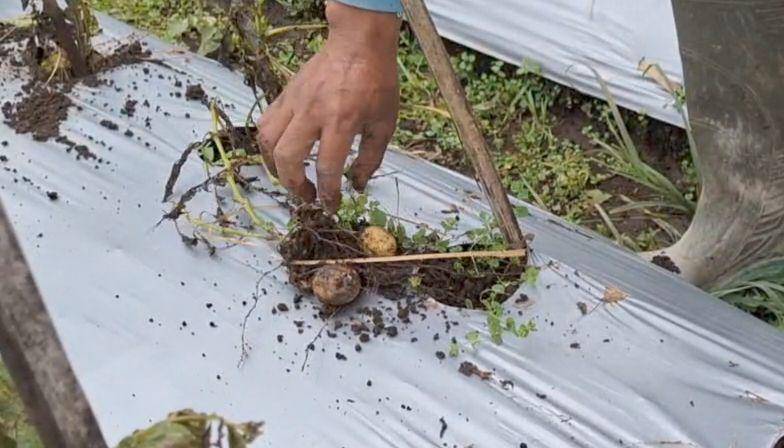 Tanaman kentang petani di Kelurahan Sarangan ini membusuk dan mati. IDN Times/ Riyanto.