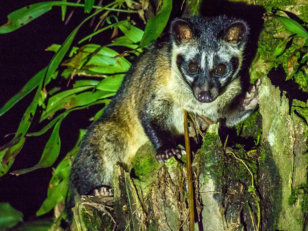 5 Fakta Musang Palem Asia, Berperan Penting dalam Produksi Kopi Luwak