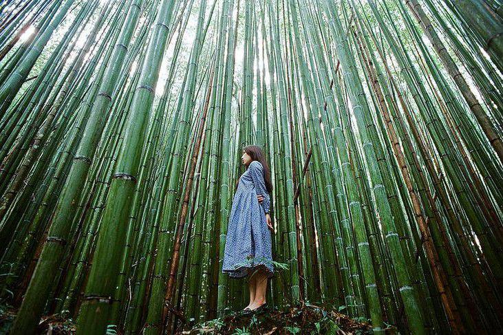 Ilustrasi filosofi bambu yang bisa menjadi inspirasi hidup. (Pinterest/Samson Chen)