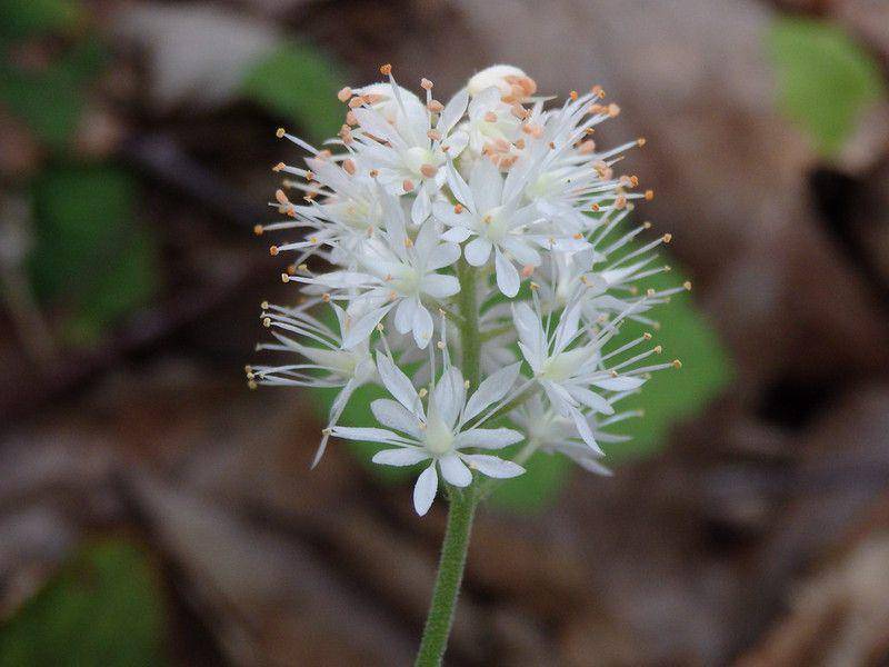 ilustrasi foamflower (flickr.com/Kevin Massey)