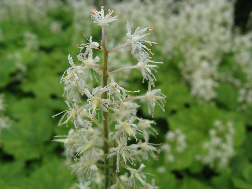 ilustrasi foamflower (flickr.com/Jim Rasmussen)