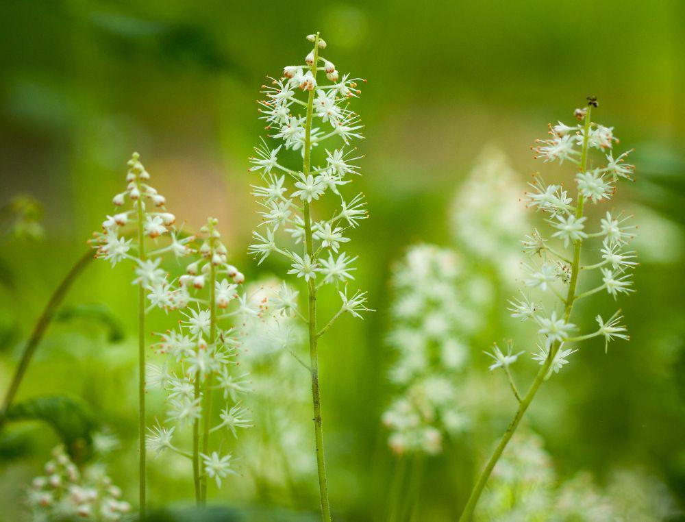 5 Fakta Menarik Foamflower, Memiliki Kemampuan Groundcover!