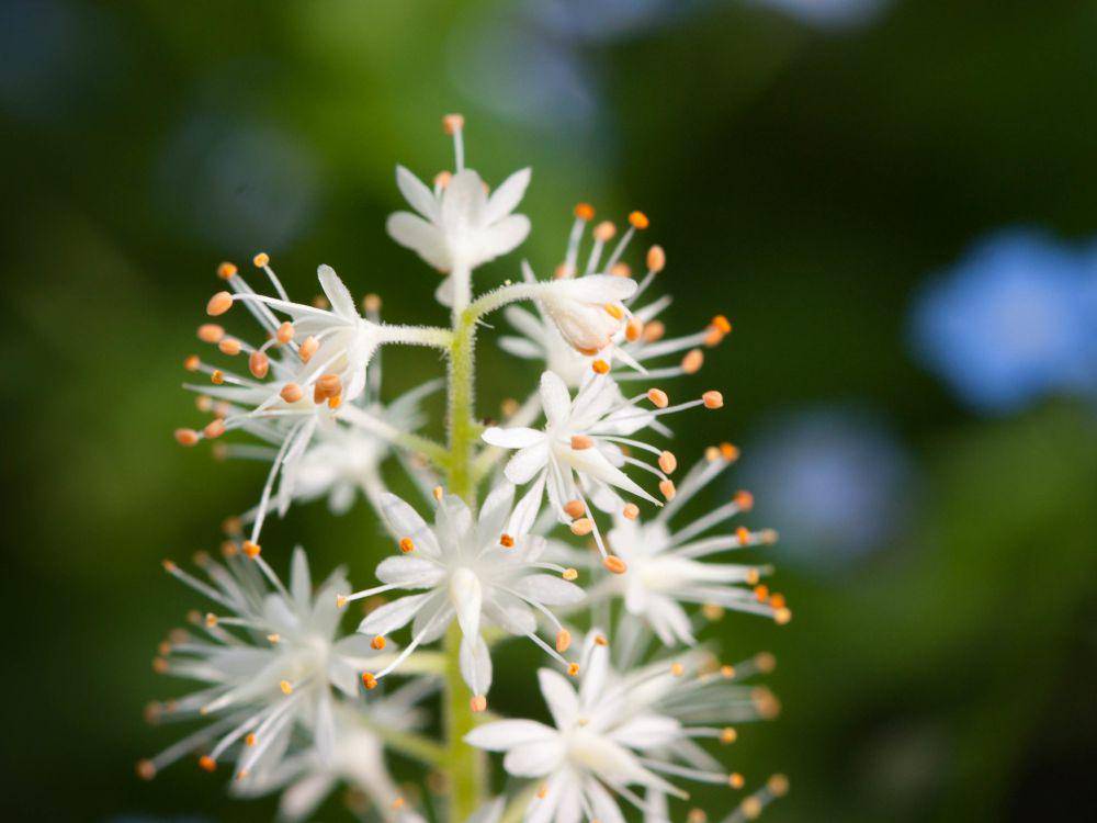 ilustrasi foamflower (flickr.com/Van Waffle)
