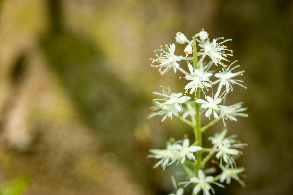 ilustrasi foamflower (flickr.com/Van Waffle)