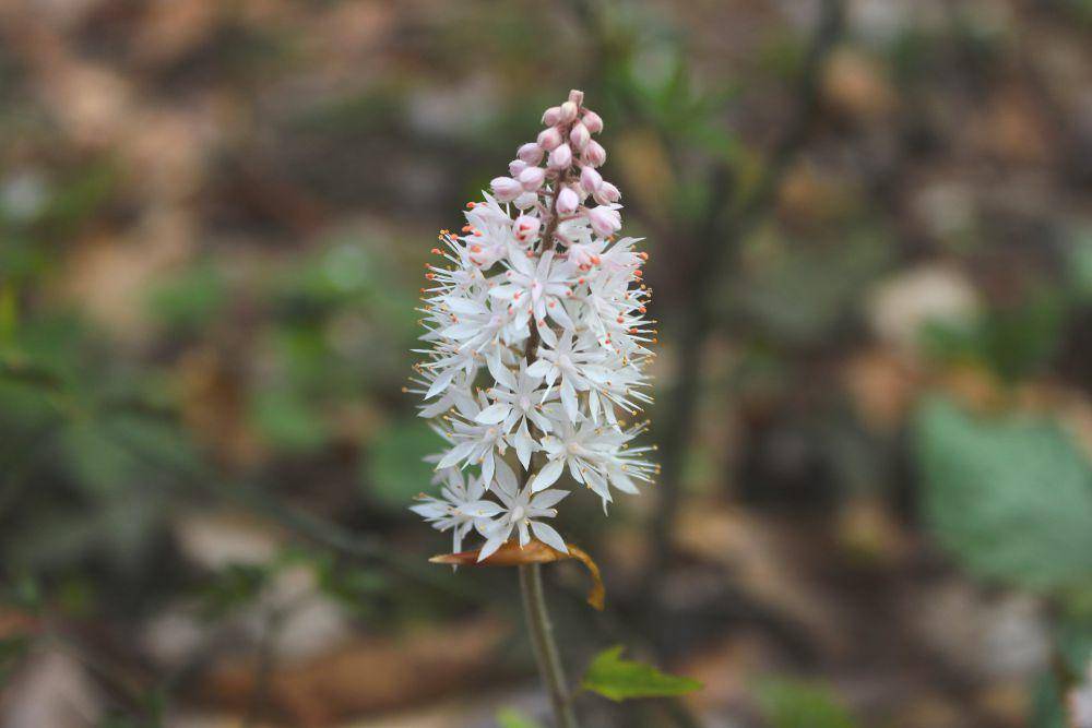 ilustrasi foamflower (flickr.com/Clemson HGIC)