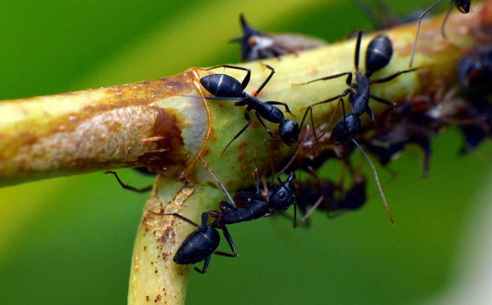 Segerombolan semut hitam (pixabay.com/SandeepHanda)