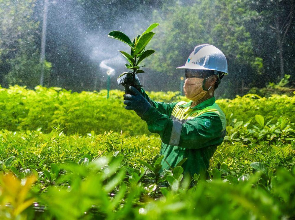10 Cara Inovatif PT Vale Bungkam Anggapan Tambang Merusak Alam