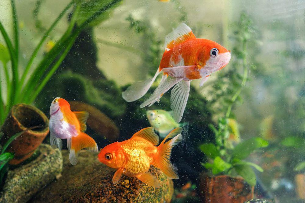 Apakah Ikan Tidur? 5 Fakta Unik tentang Tidurnya yang Jarang Diketahui