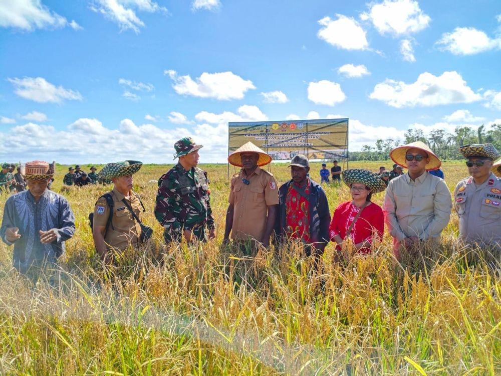 Panen Perdana Lumbung Pangan Wanam, Potensi Baru di Tanah Papua