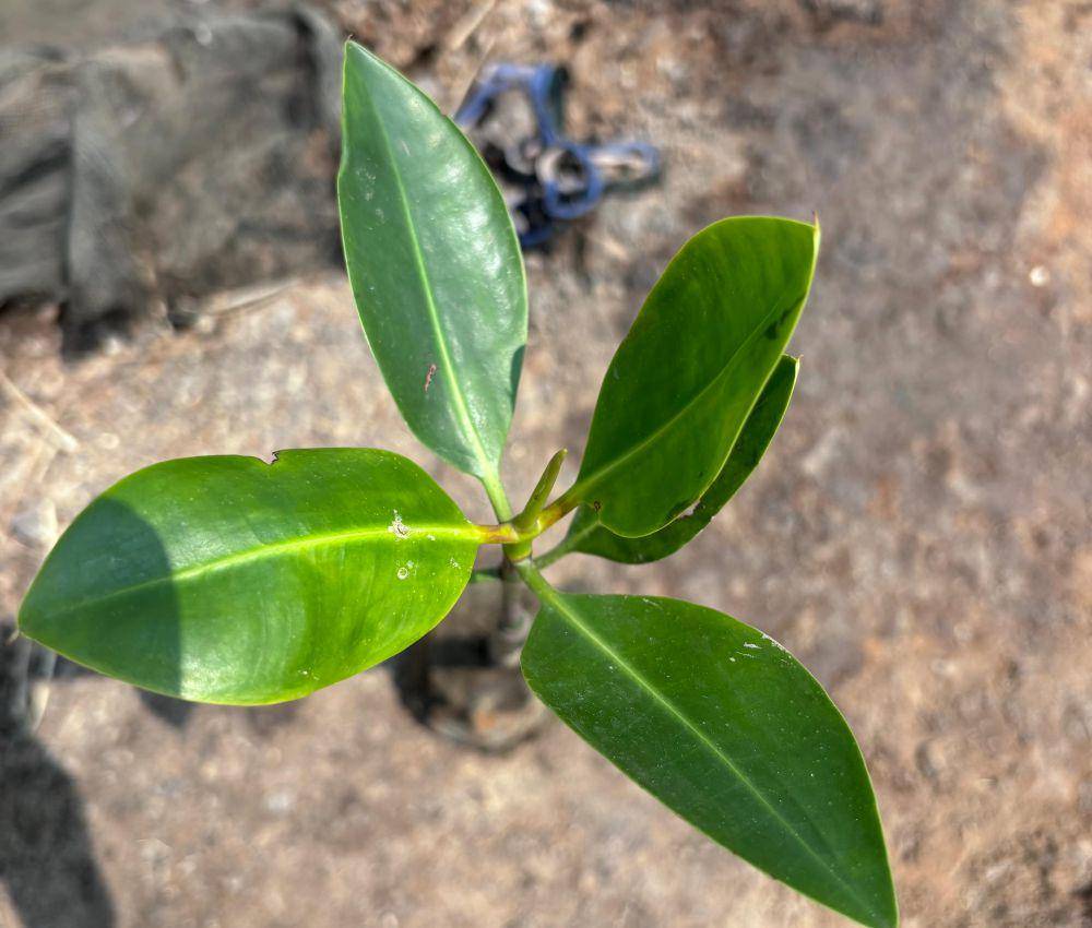 Jenis Tanaman Mangrove (dokumen pribadi)