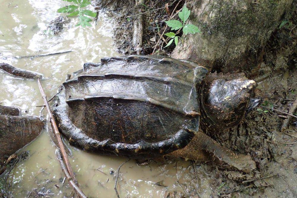 Kura-kura aligator (inaturalist.org/ John P Friel)