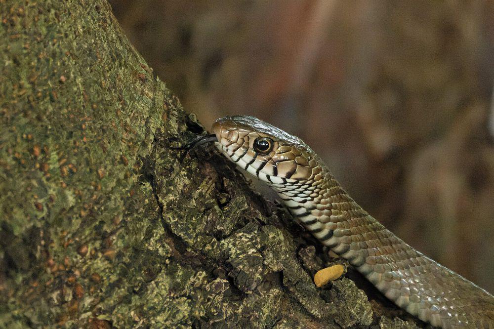 5 Ular Pemakan Tikus yang Jadi Sahabat Petani, Jangan Diusir!
