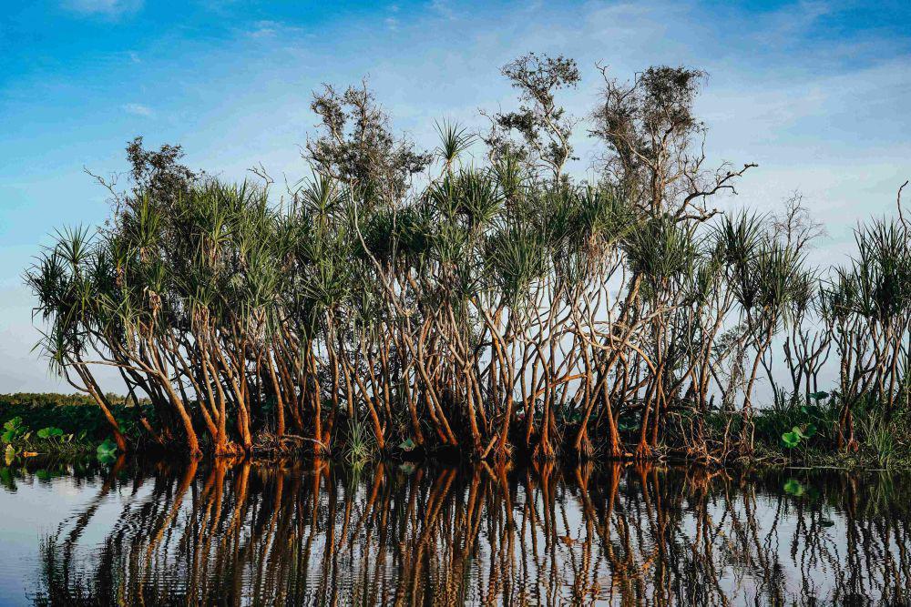 Mangrove - Photo by Rod Long on Unsplash