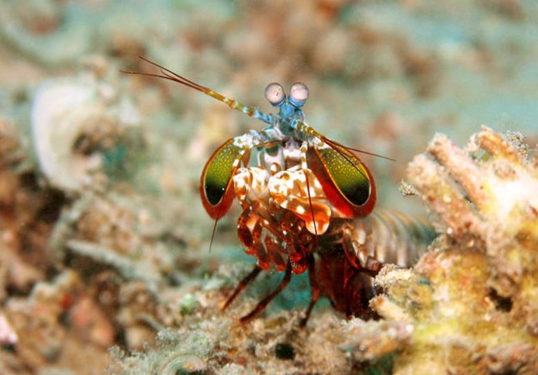 5 Fakta Udang Mantis, Punya Pukulan Lebih Cepat dari Peluru