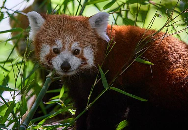 potret panda merah (commons.wikimedia.org/Anil Öztas)
