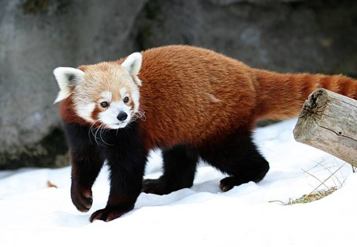 potret panda merah (commons.wikimedia.org/Dave Pape)