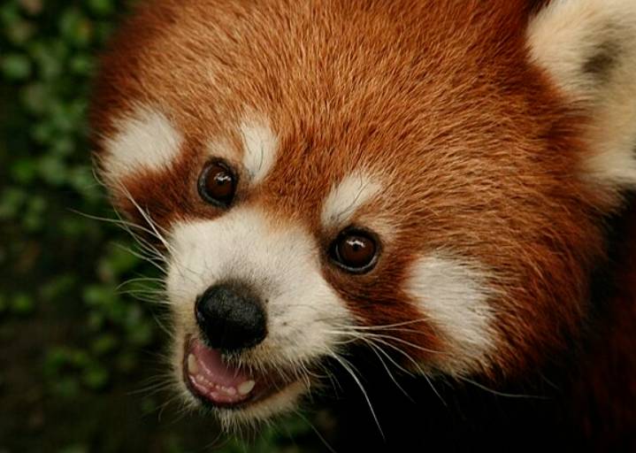 potret panda merah (commons.wikimedia.org/Lisa Cyr)