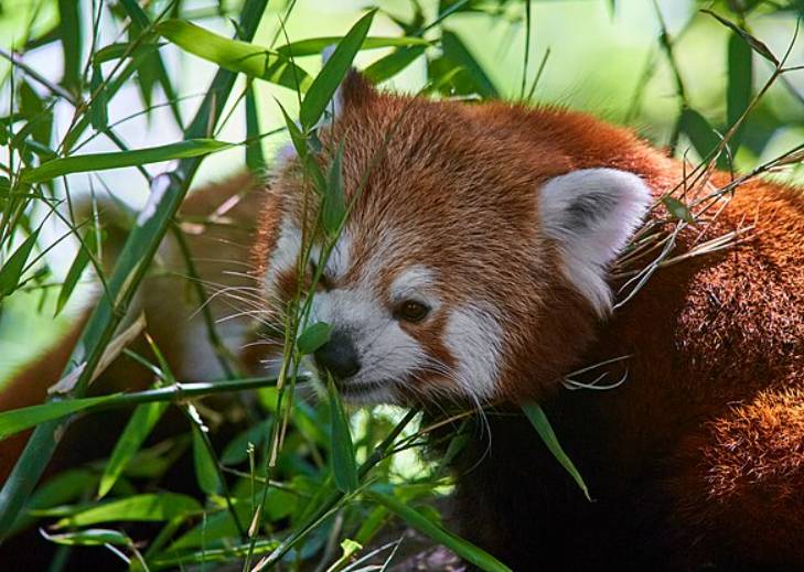 potret panda merah (commons.wikimedia.org/Anil Öztas)