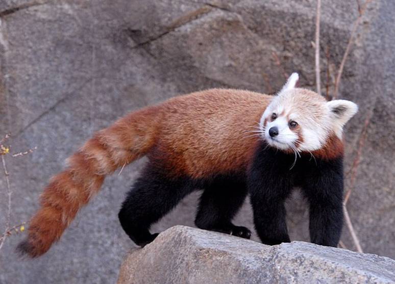 potret panda merah (commons.wikimedia.org/Jon Kang)