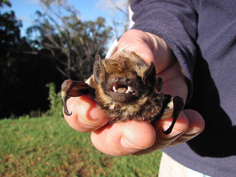 Kelelawar hawaii sering kali menabrak bangunan manusia yang berbahaya sehingga menyebabkan kematian. (commons.wikimedia.org/Forest and Kim Starr)