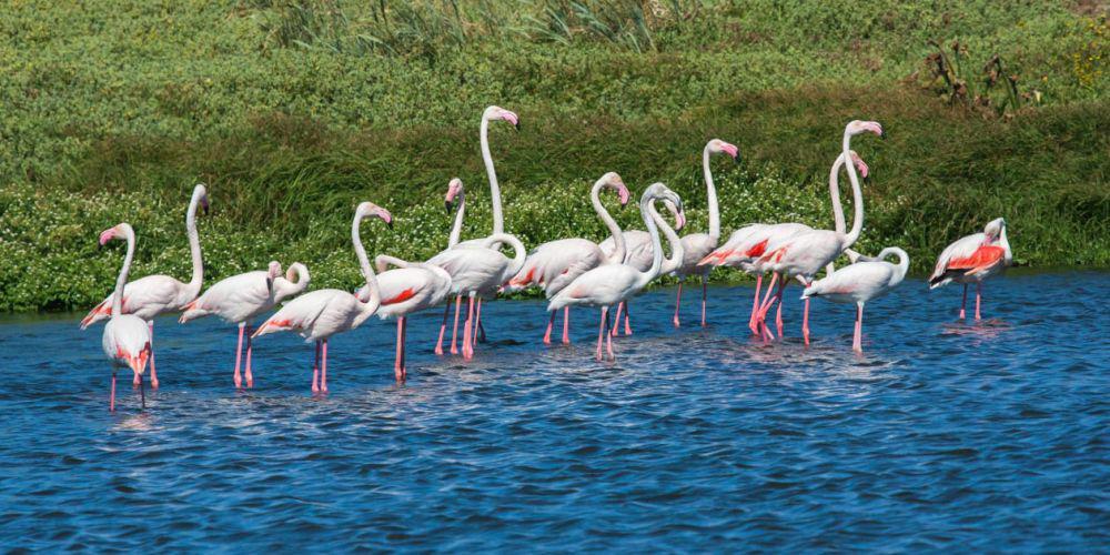 6 Hewan Huruf F, Flamingo hingga Falcon