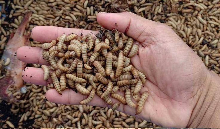 Maggot BSF (https://pin.it/6atR5EqPP)